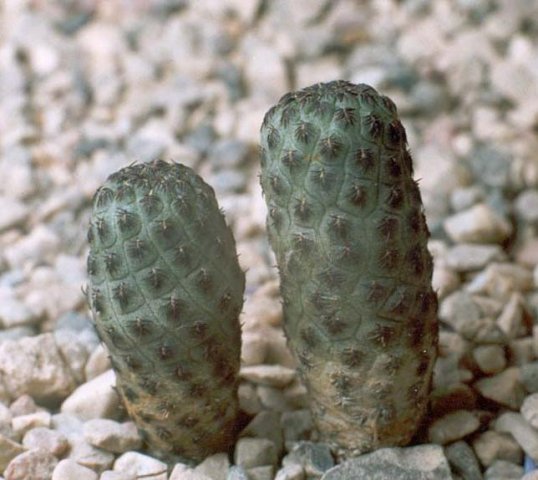 Sulcorebutia_raushii_2